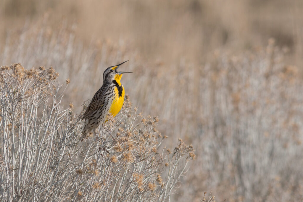 Western meadowlark