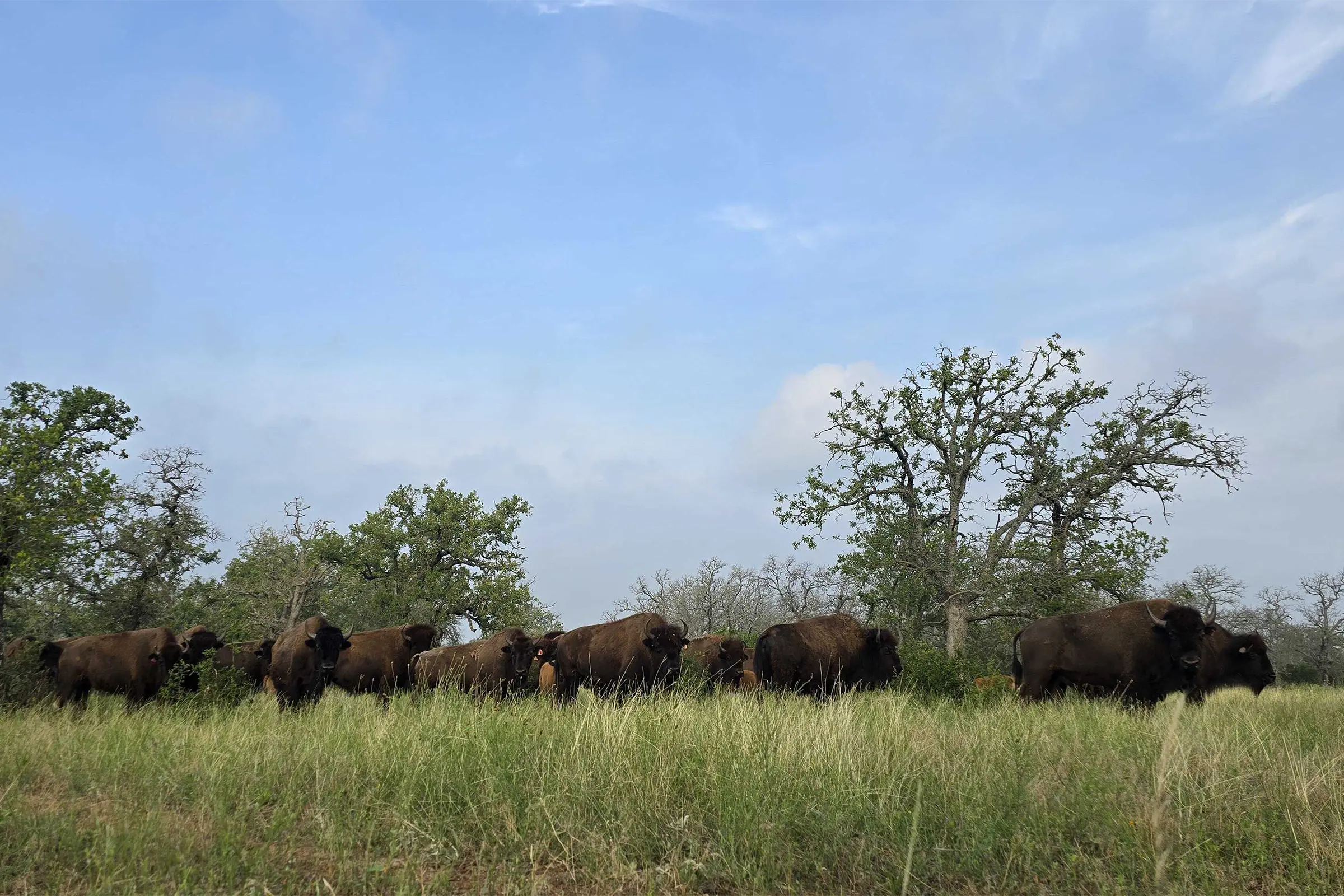 Herd of bison walking in a field.